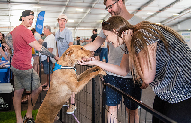happy dogs at rspca big adopt out 2019